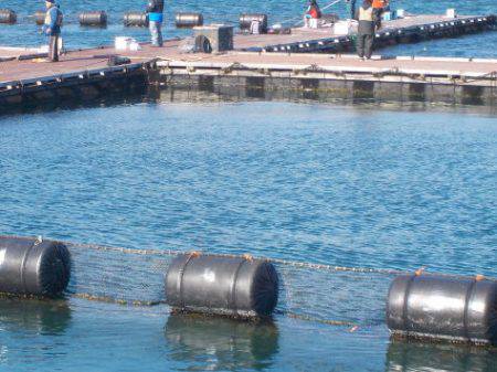 淡路じゃのひれフィッシングパーク 釣果