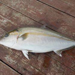 淡路じゃのひれフィッシングパーク 釣果