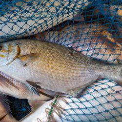 淡路じゃのひれフィッシングパーク 釣果