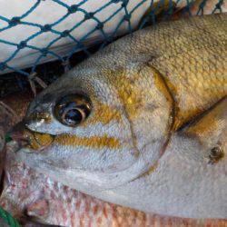 淡路じゃのひれフィッシングパーク 釣果