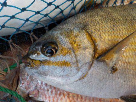 淡路じゃのひれフィッシングパーク 釣果