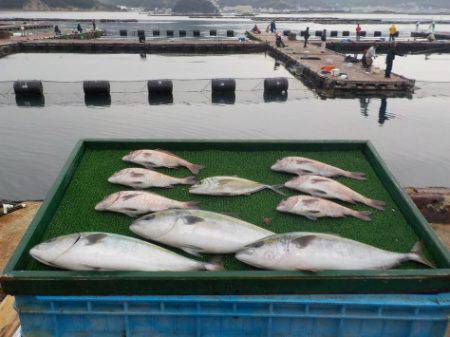 淡路じゃのひれフィッシングパーク 釣果