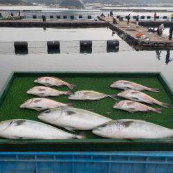 淡路じゃのひれフィッシングパーク 釣果