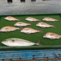 淡路じゃのひれフィッシングパーク 釣果