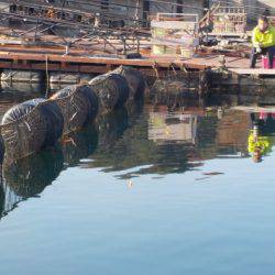 淡路じゃのひれフィッシングパーク 釣果