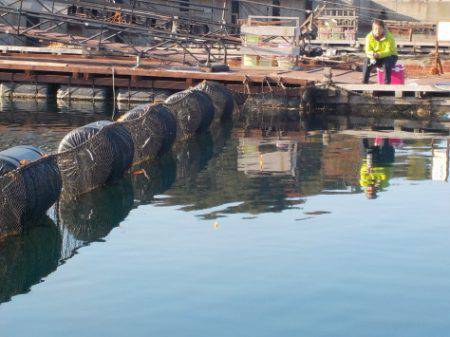淡路じゃのひれフィッシングパーク 釣果