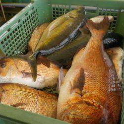 淡路じゃのひれフィッシングパーク 釣果