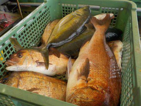 淡路じゃのひれフィッシングパーク 釣果