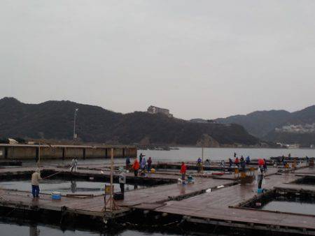 淡路じゃのひれフィッシングパーク 釣果