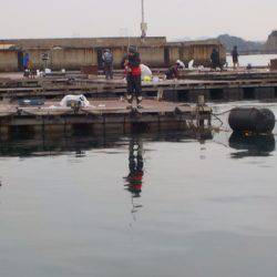 淡路じゃのひれフィッシングパーク 釣果