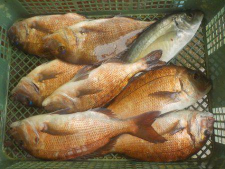 淡路じゃのひれフィッシングパーク 釣果