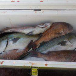 淡路じゃのひれフィッシングパーク 釣果