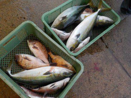 淡路じゃのひれフィッシングパーク 釣果
