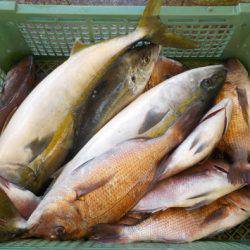 淡路じゃのひれフィッシングパーク 釣果