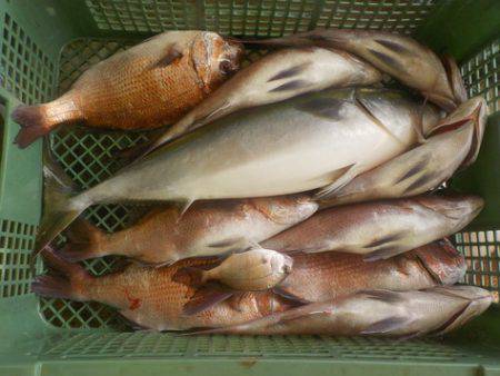 淡路じゃのひれフィッシングパーク 釣果