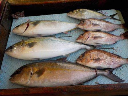 淡路じゃのひれフィッシングパーク 釣果