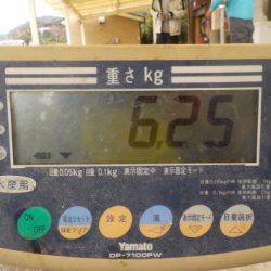 淡路じゃのひれフィッシングパーク 釣果