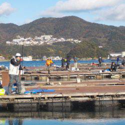 淡路じゃのひれフィッシングパーク 釣果