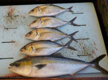 淡路じゃのひれフィッシングパーク 釣果