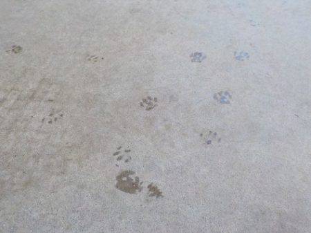 淡路じゃのひれフィッシングパーク 釣果