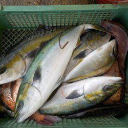淡路じゃのひれフィッシングパーク 釣果