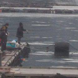 淡路じゃのひれフィッシングパーク 釣果