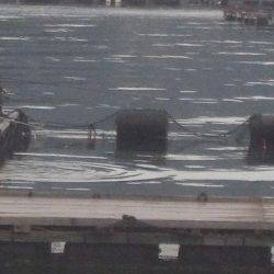 淡路じゃのひれフィッシングパーク 釣果