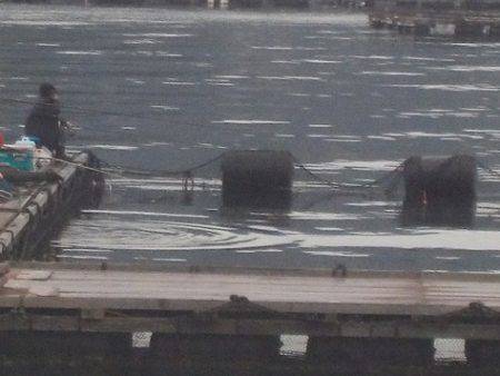 淡路じゃのひれフィッシングパーク 釣果