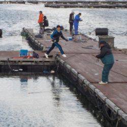淡路じゃのひれフィッシングパーク 釣果