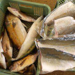 淡路じゃのひれフィッシングパーク 釣果