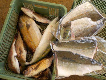 淡路じゃのひれフィッシングパーク 釣果