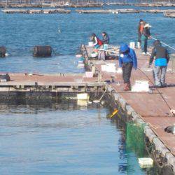 淡路じゃのひれフィッシングパーク 釣果