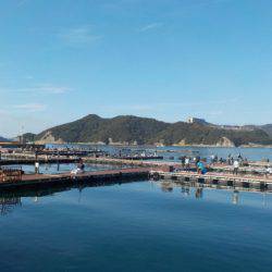 淡路じゃのひれフィッシングパーク 釣果