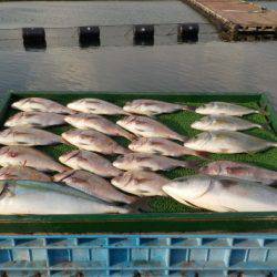 淡路じゃのひれフィッシングパーク 釣果