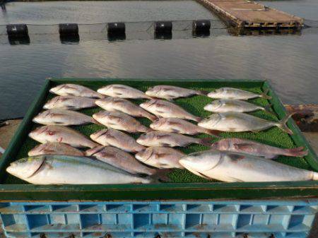 淡路じゃのひれフィッシングパーク 釣果