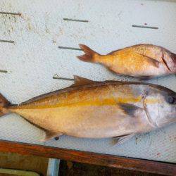 淡路じゃのひれフィッシングパーク 釣果