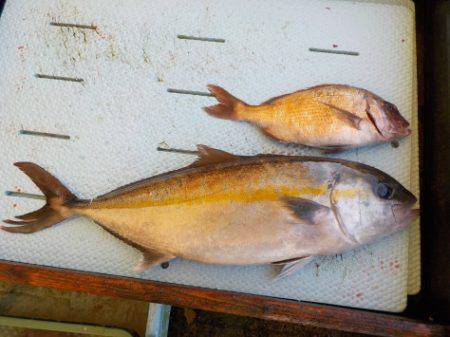 淡路じゃのひれフィッシングパーク 釣果