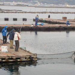 淡路じゃのひれフィッシングパーク 釣果