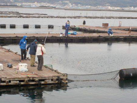 淡路じゃのひれフィッシングパーク 釣果