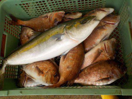 淡路じゃのひれフィッシングパーク 釣果