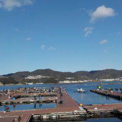 淡路じゃのひれフィッシングパーク 釣果