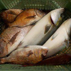 淡路じゃのひれフィッシングパーク 釣果