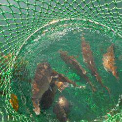 淡路じゃのひれフィッシングパーク 釣果