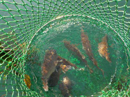 淡路じゃのひれフィッシングパーク 釣果