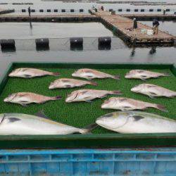 淡路じゃのひれフィッシングパーク 釣果