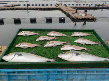 淡路じゃのひれフィッシングパーク 釣果