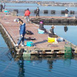 淡路じゃのひれフィッシングパーク 釣果