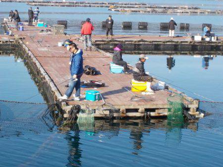 淡路じゃのひれフィッシングパーク 釣果