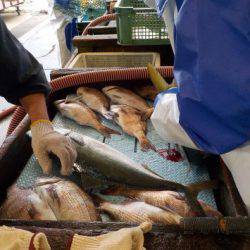 淡路じゃのひれフィッシングパーク 釣果