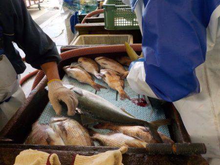 淡路じゃのひれフィッシングパーク 釣果